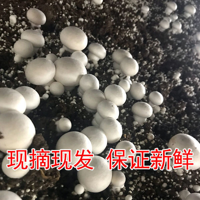 平菇丁丁菇圆菇双孢菇甘肃临泽种植基地产量大发货很快