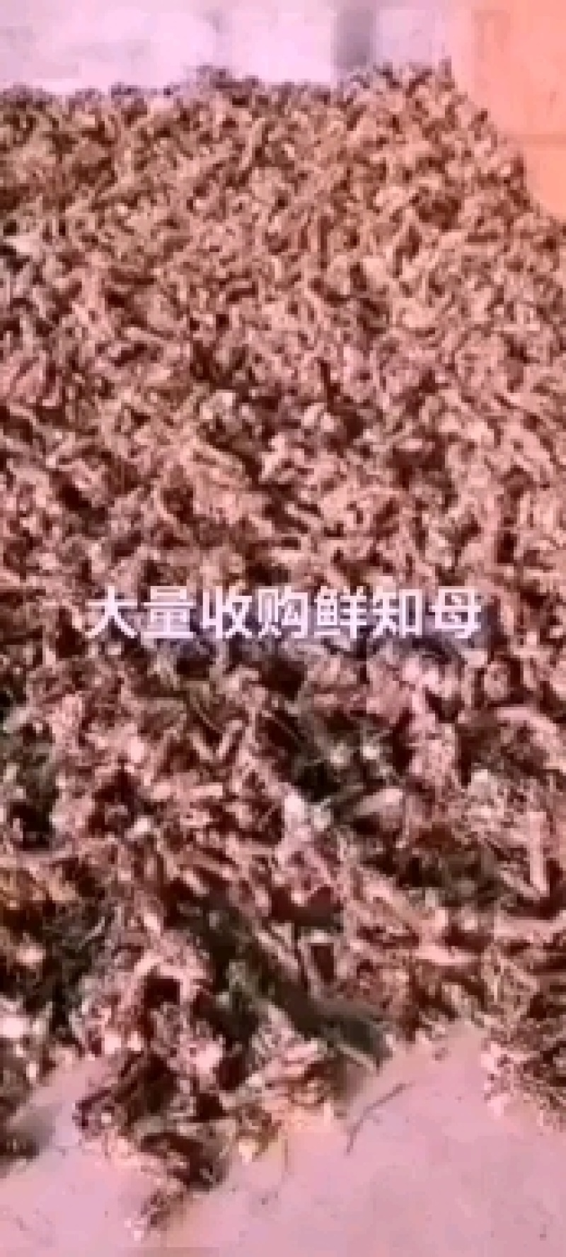 大量收购鲜知母，两年以上的，产地不现，有货的请予我连系