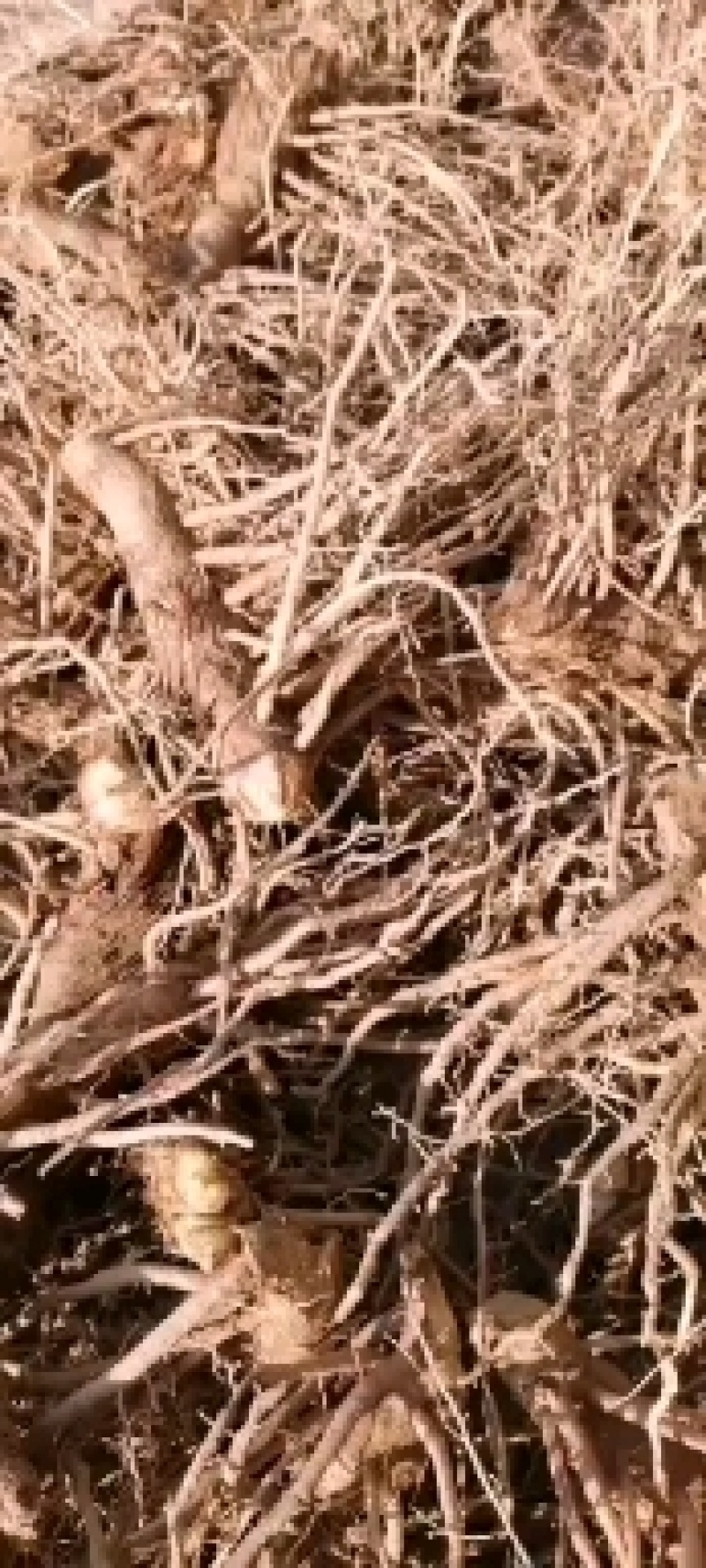 大量收购鲜知母，两年以上的，产地不现，有货的请予我连系