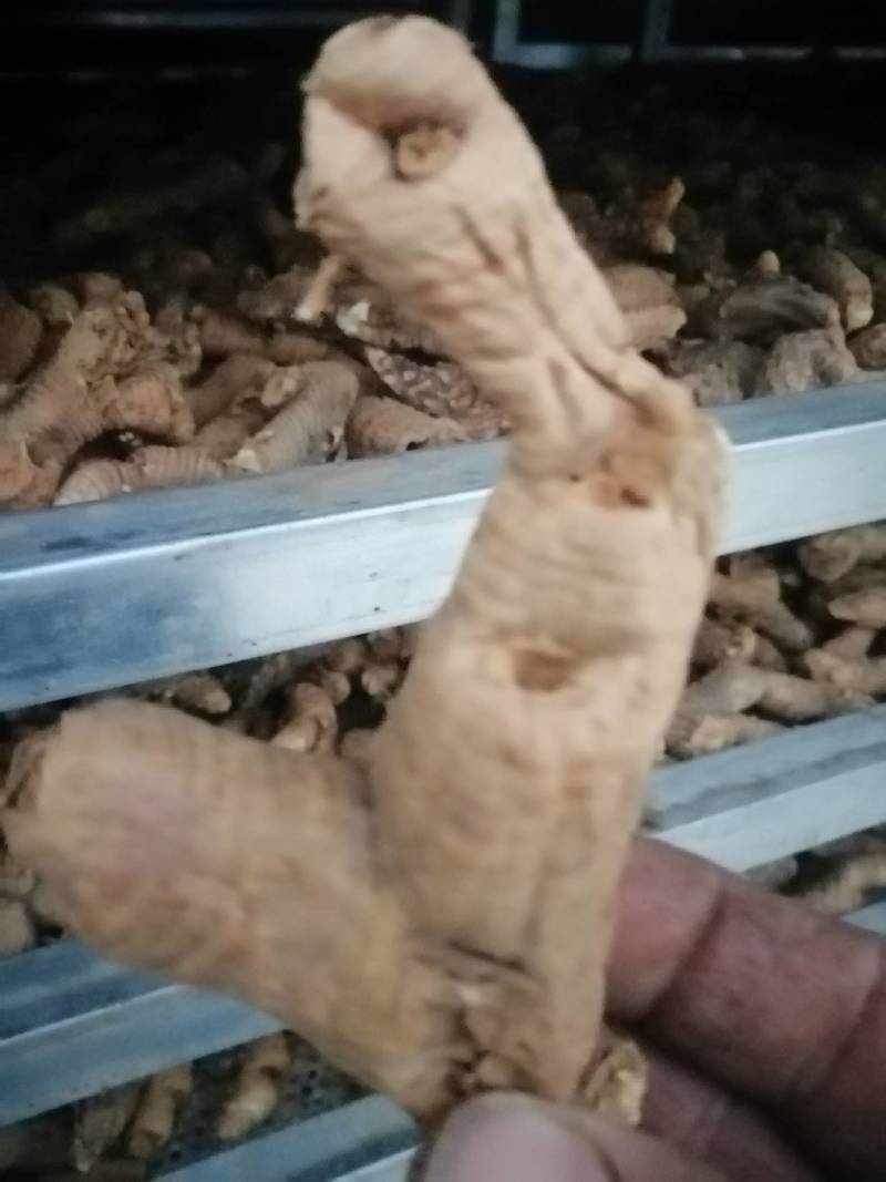 大量收购鲜知母，两年以上的，产地不现，有货的请予我连系