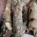 大量收购鲜知母，两年以上的，产地不现，有货的请予我连系