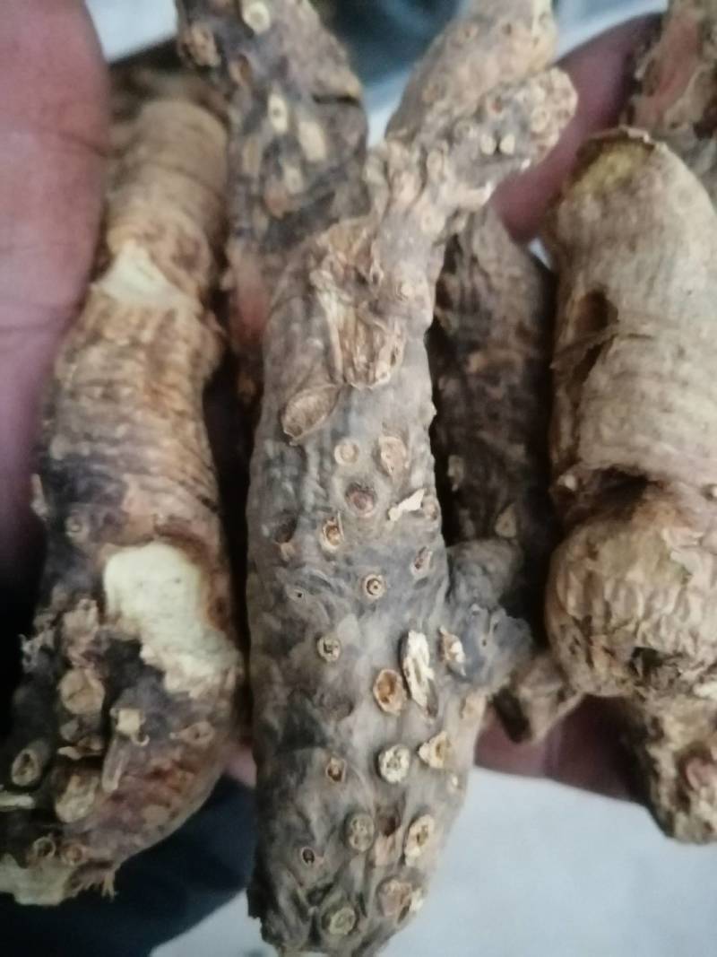 大量收购鲜知母，两年以上的，产地不现，有货的请予我连系
