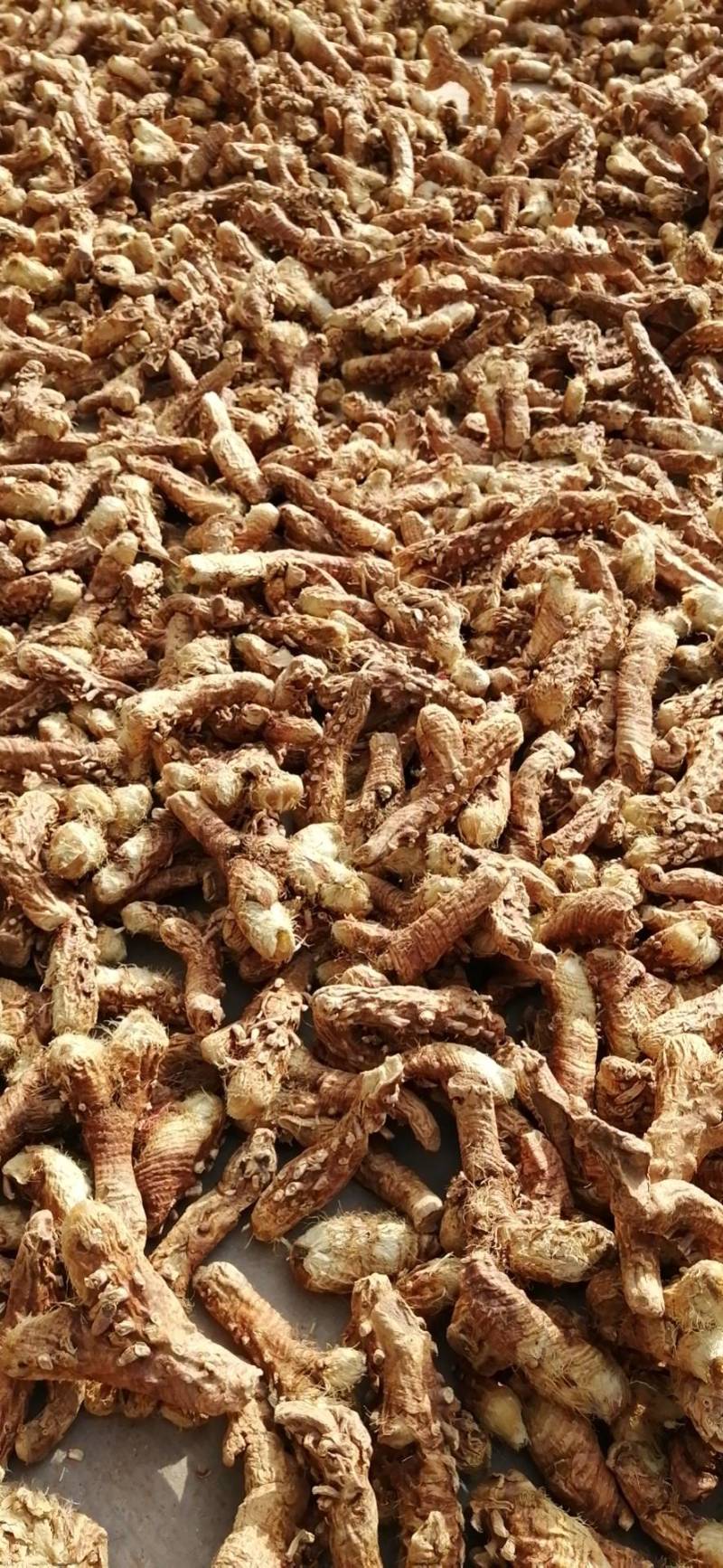 大量收购鲜知母，两年以上的，产地不现，有货的请予我连系
