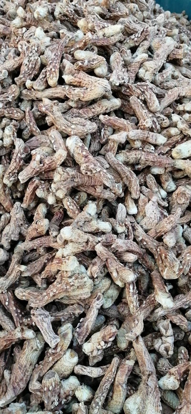大量收购鲜知母，两年以上的，产地不现，有货的请予我连系
