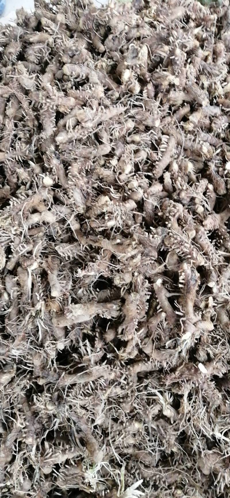 大量收购鲜知母，两年以上的，产地不现，有货的请予我连系