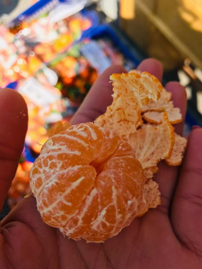 云南金秋砂糖橘产地直发货源充足果园看货现订现摘