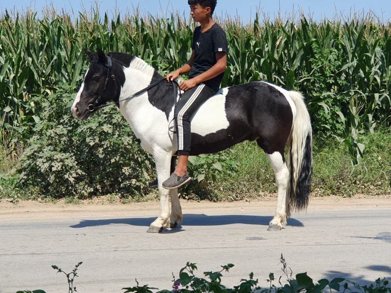矮马，德保矮马，小马驹，儿童骑乘矮马，小马
