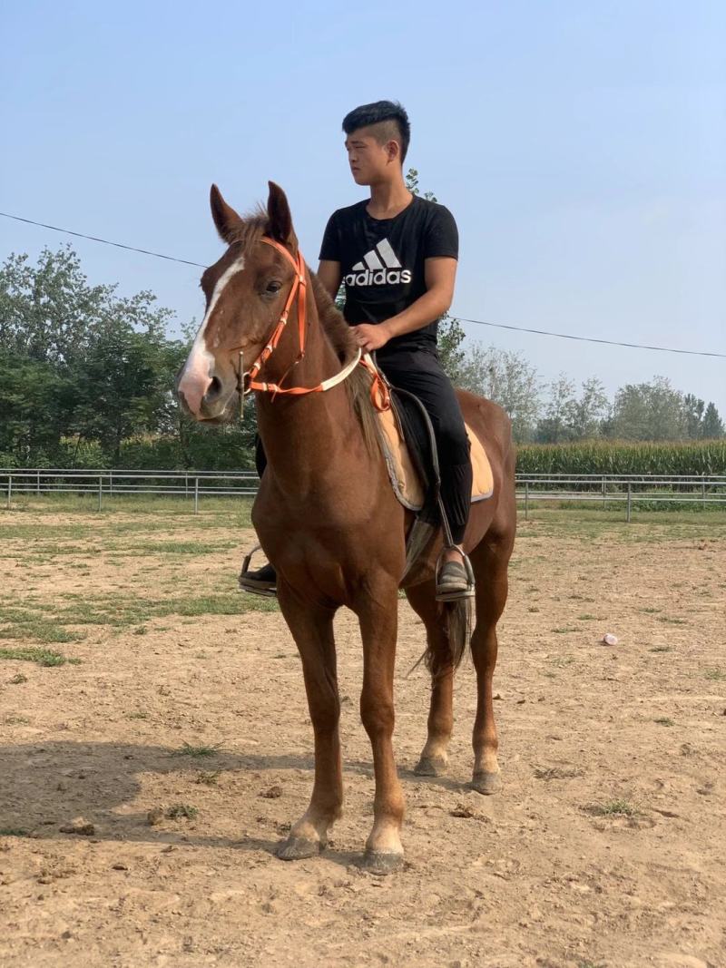 矮马，德保矮马，小马驹，儿童骑乘矮马，小马