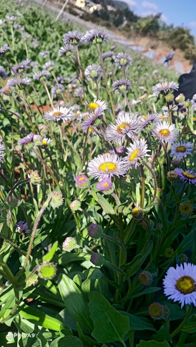 全国包邮灯盏花粉云南野生灯盏花粉