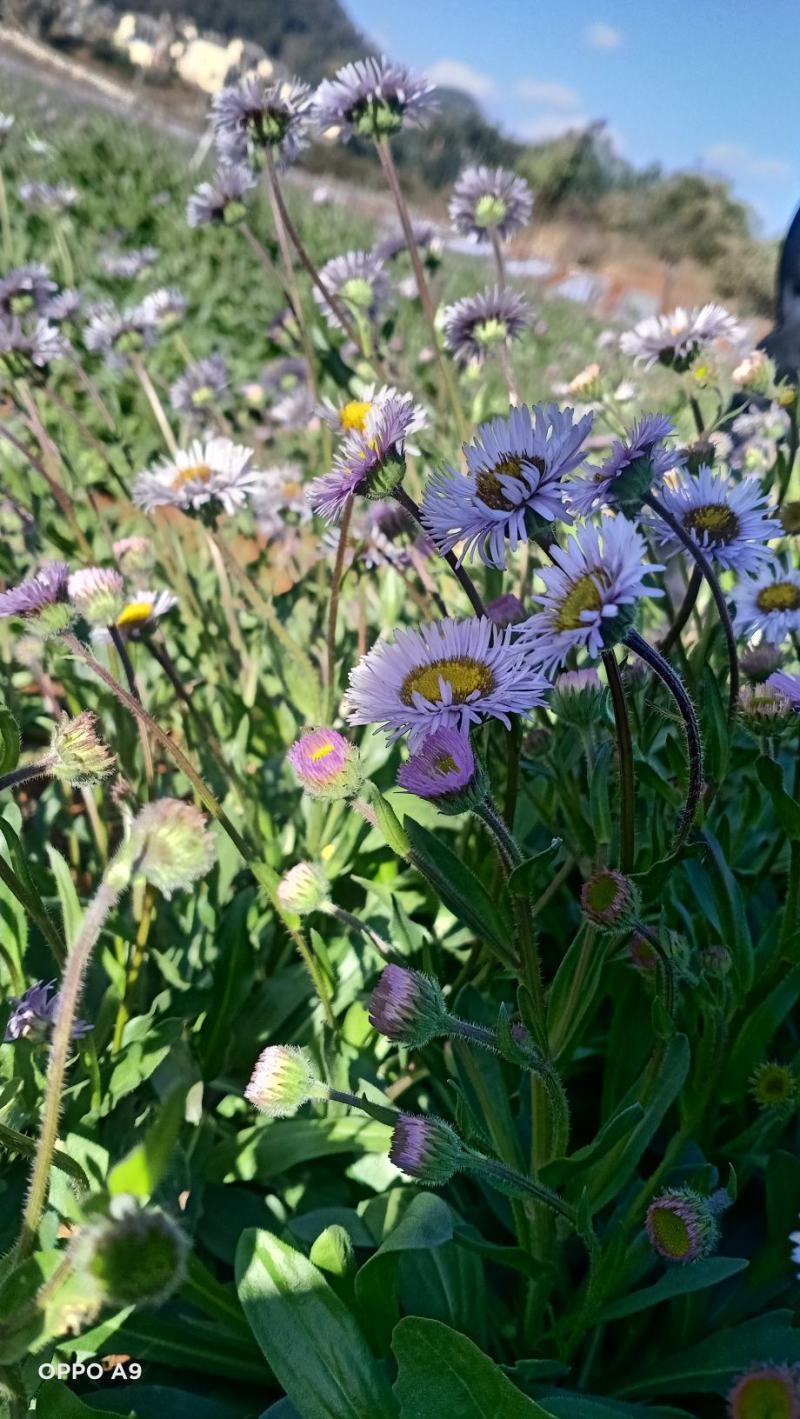 全国包邮灯盏花粉云南野生灯盏花粉