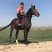 骑乘马，拉车马，婚庆用马，矮马农家乐，景区用马