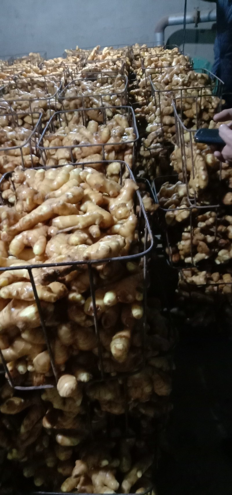 生姜饱肥实，块大整齐