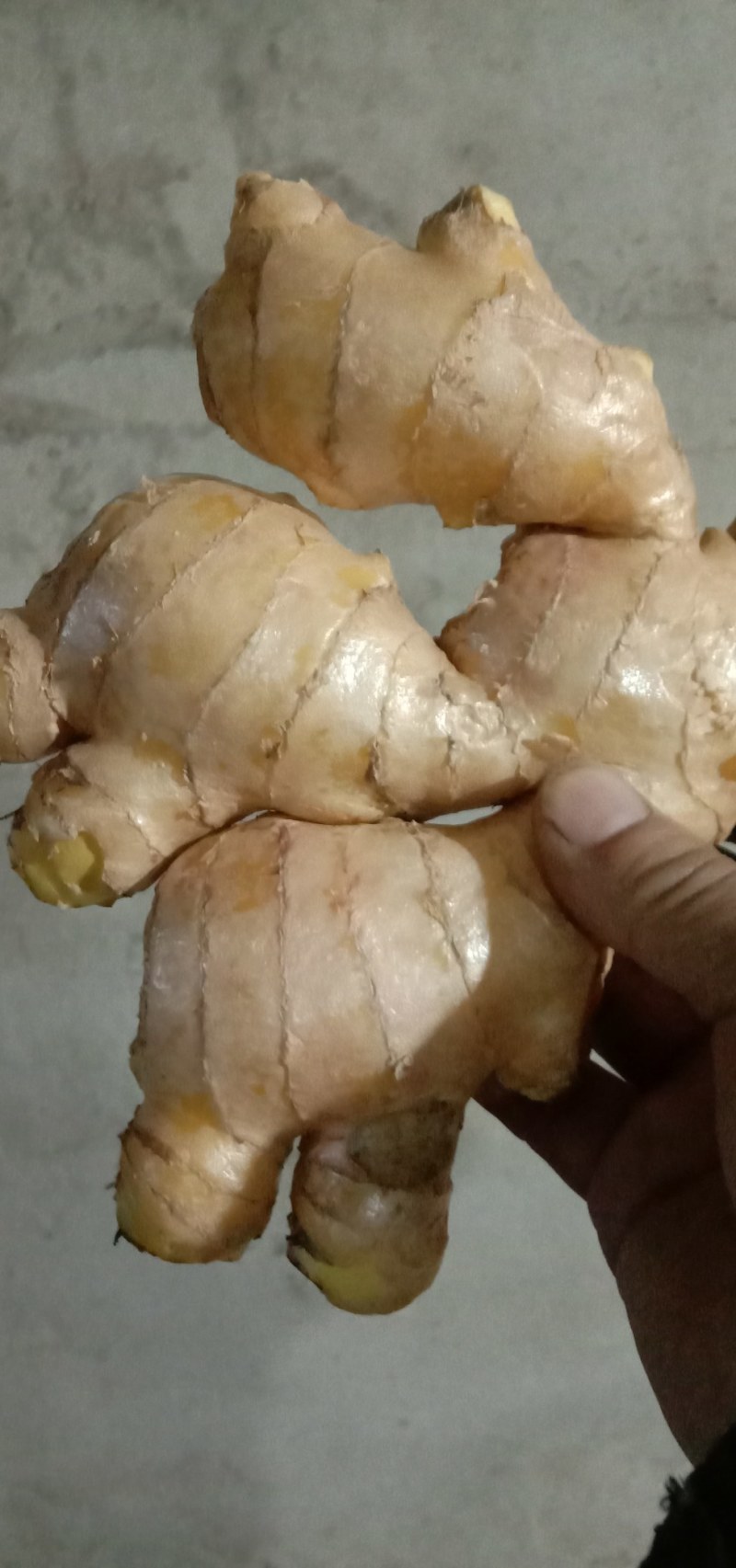 生姜饱肥实，块大整齐