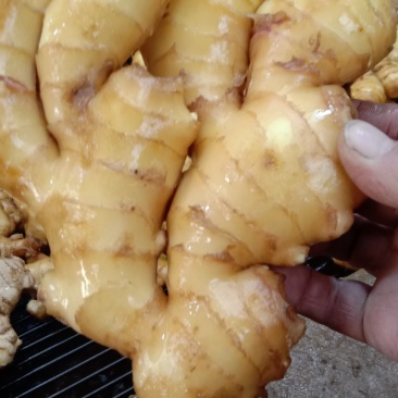 生姜饱肥实，块大整齐