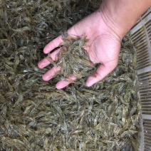 大量现货河虾，需要请联系