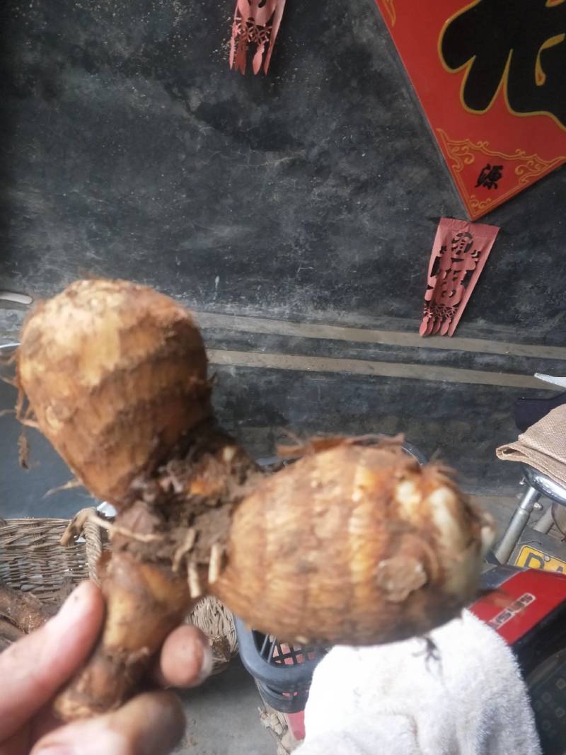 毛芋头，水芋头产地一手货源全国发货规格齐全