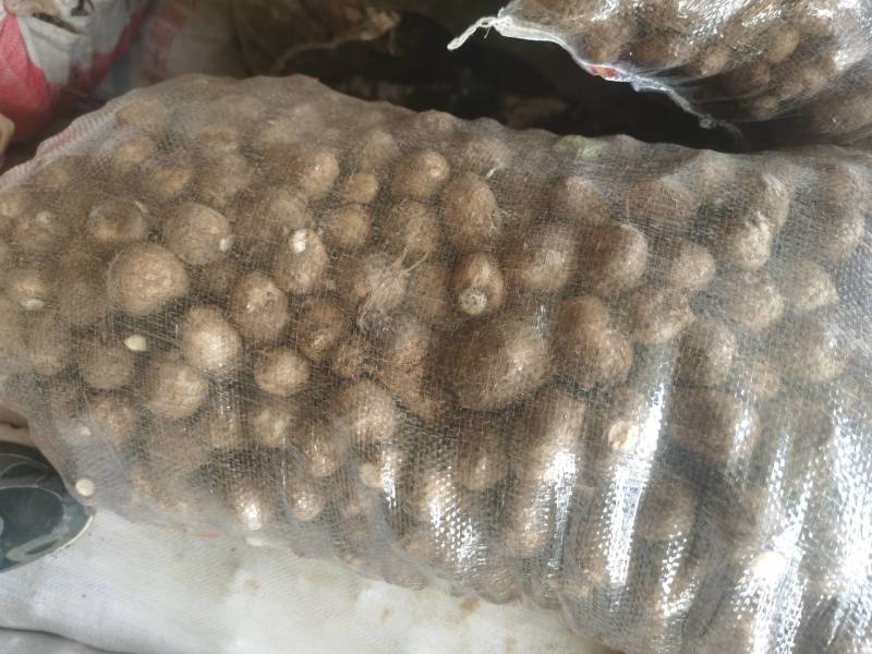 毛芋头，水芋头产地一手货源全国发货规格齐全