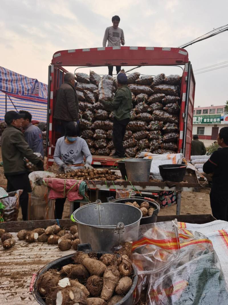毛芋头，水芋头产地一手货源全国发货规格齐全