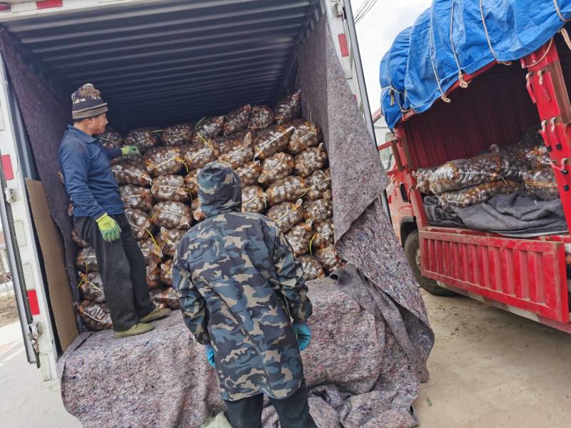 毛芋头，水芋头产地一手货源全国发货规格齐全