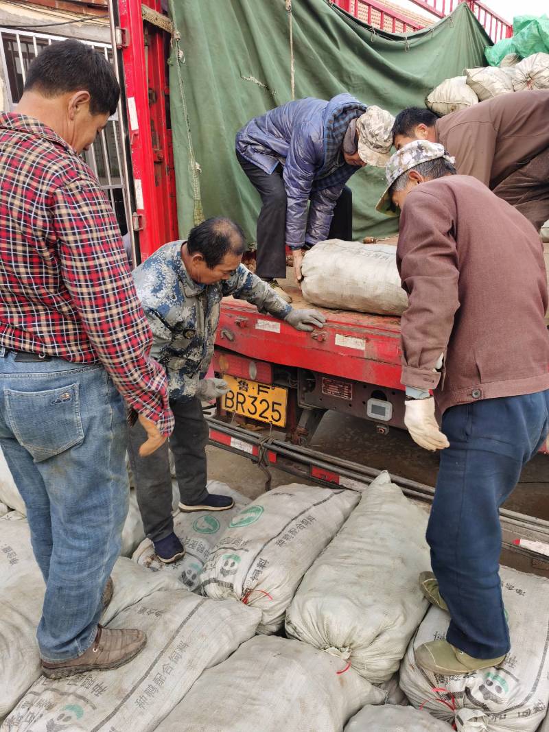 毛芋头，水芋头产地一手货源全国发货规格齐全