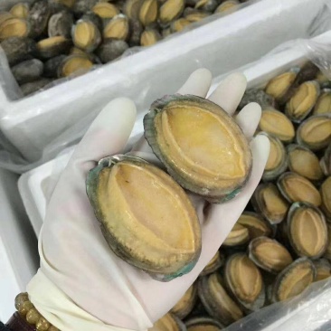 漂烫速冻鲍鱼，漂烫在八分熟度，缓化之后缩水小，口感劲道