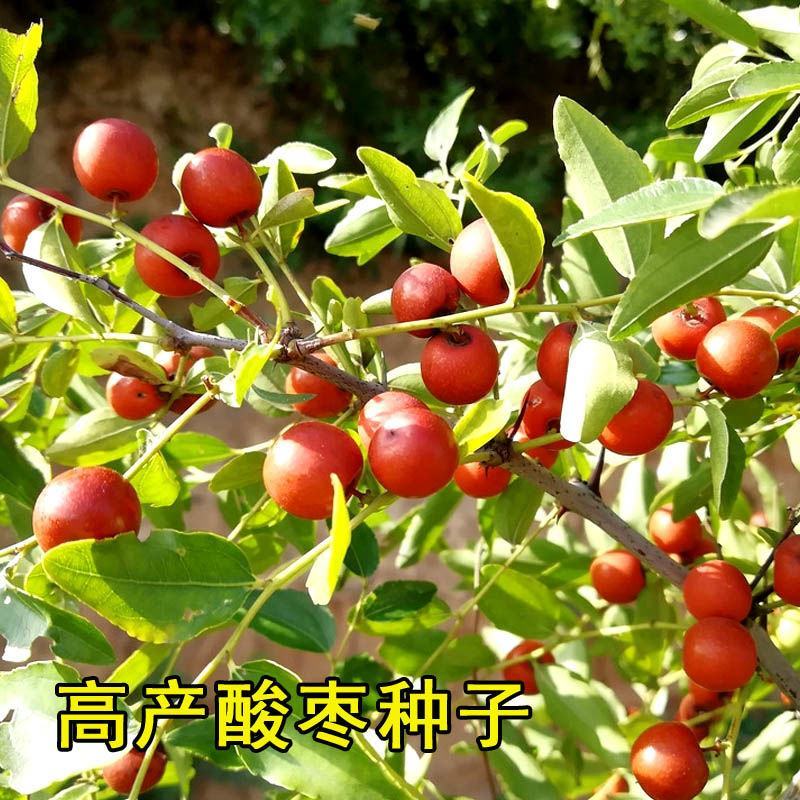 酸枣种子棘子软枣种野枣种子枣树种子大红枣树种子包邮