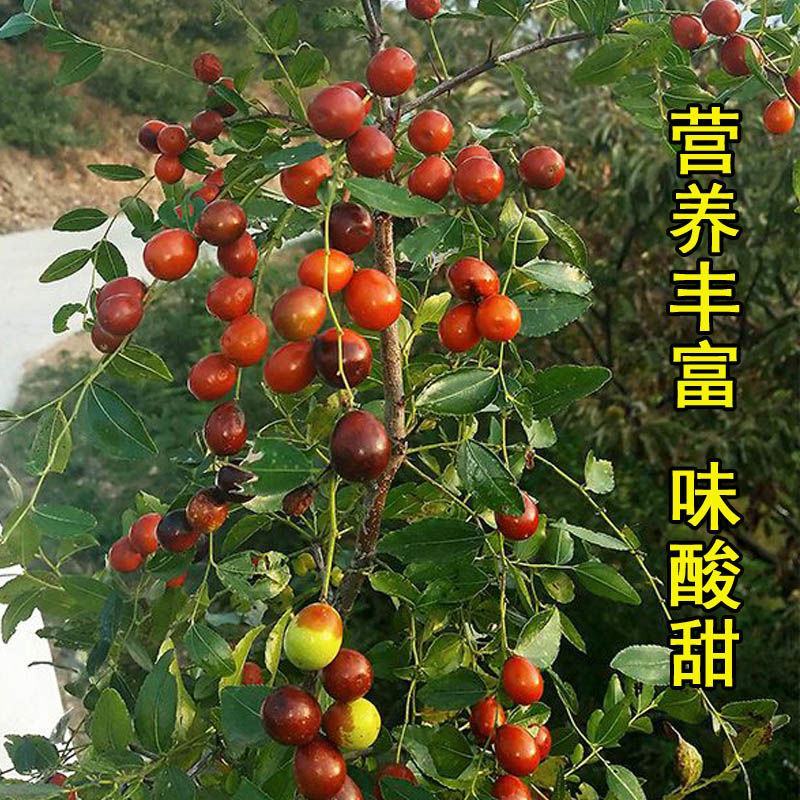 酸枣种子棘子软枣种野枣种子枣树种子大红枣树种子包邮
