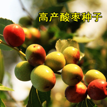酸枣种子棘子软枣种野枣种子枣树种子大红枣树种子包邮
