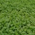 【香菜】河南滑县大叶香菜大量上市现拔现发新鲜脆嫩欢迎采购