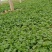 【香菜】河南滑县大叶香菜大量上市现拔现发新鲜脆嫩欢迎采购
