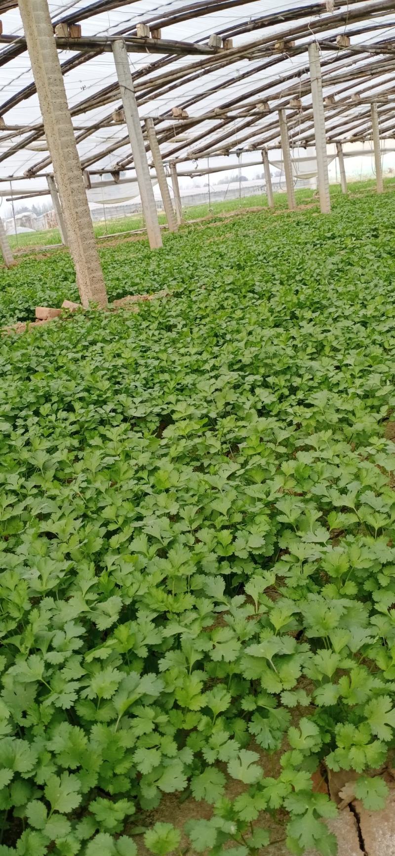 【香菜】河南滑县大叶香菜大量上市现拔现发新鲜脆嫩欢迎采购