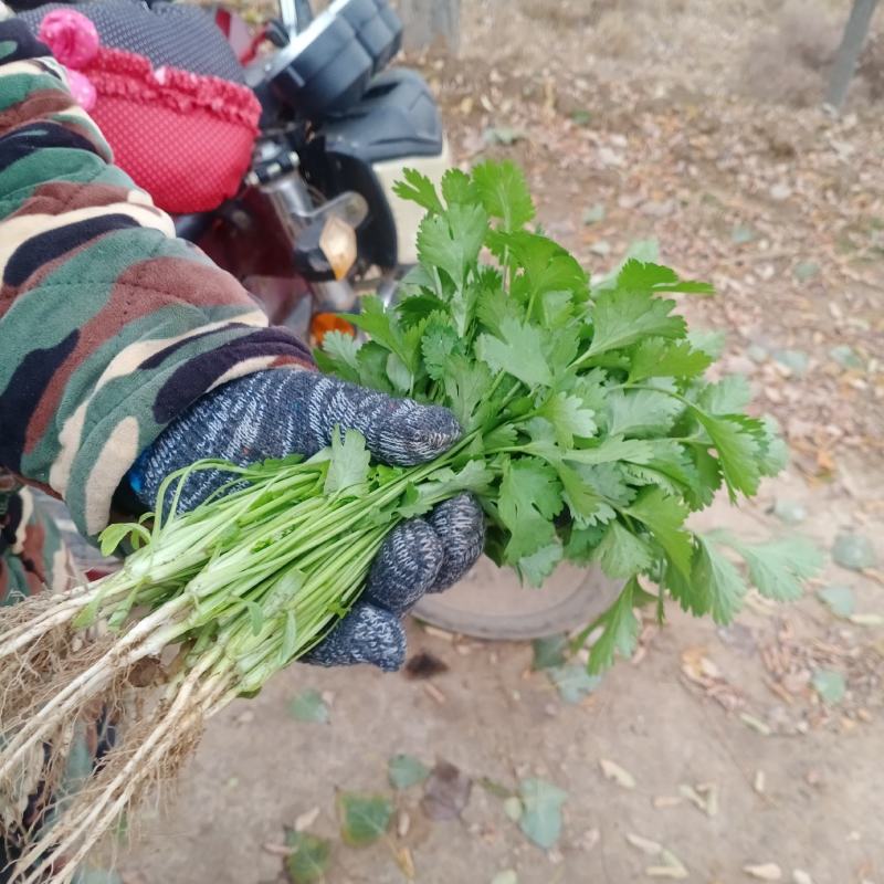 【香菜】河南滑县大叶香菜大量上市现拔现发新鲜脆嫩欢迎采购