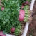 【香菜】河南滑县大叶香菜大量上市现拔现发新鲜脆嫩欢迎采购