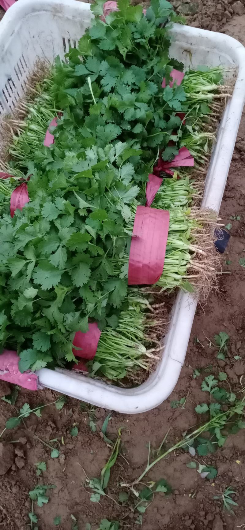【香菜】河南滑县大叶香菜大量上市现拔现发新鲜脆嫩欢迎采购