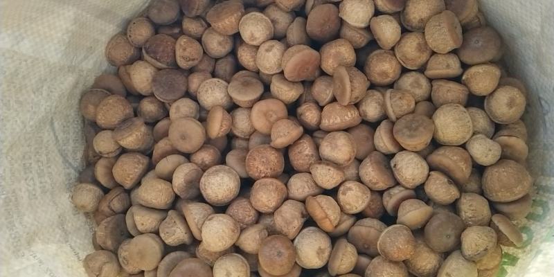 野生风流果干货