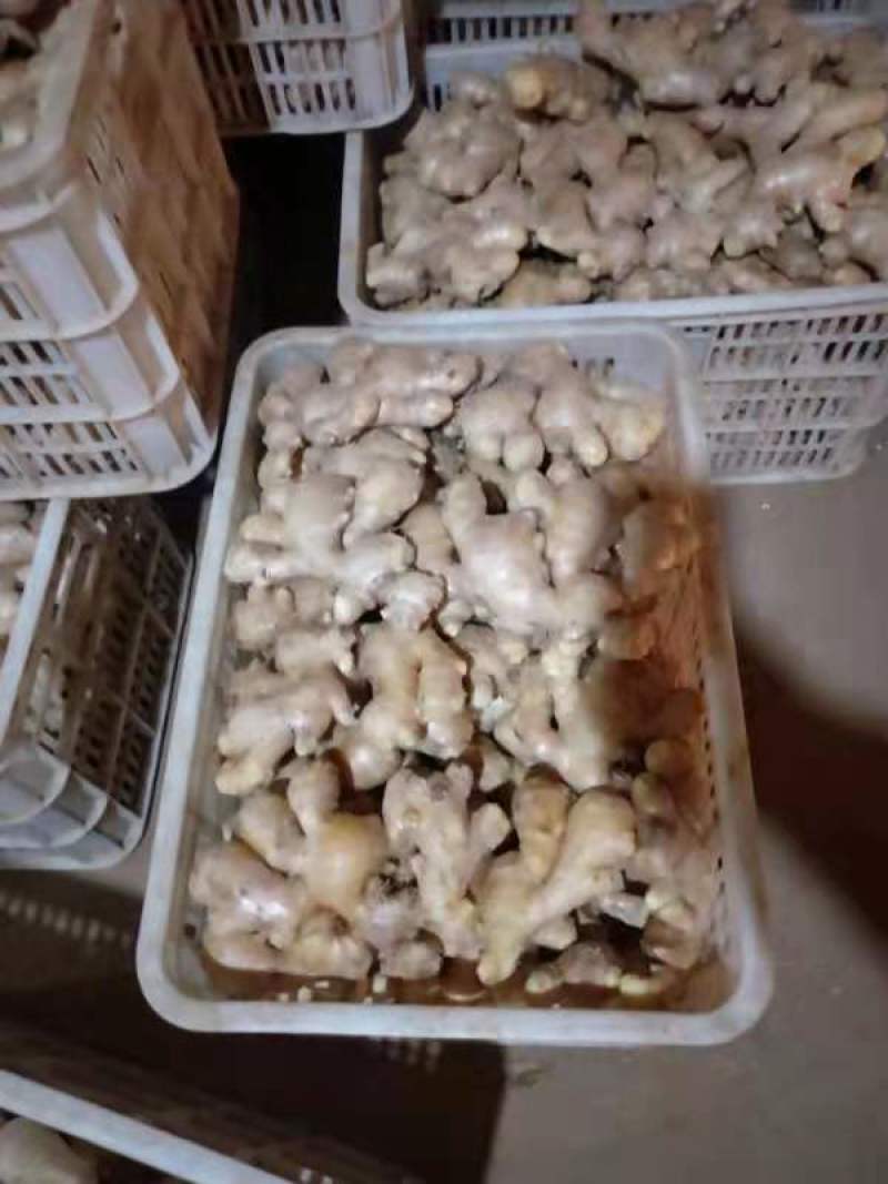 精品*大黄姜*小黄姜*品质保证*产地发货