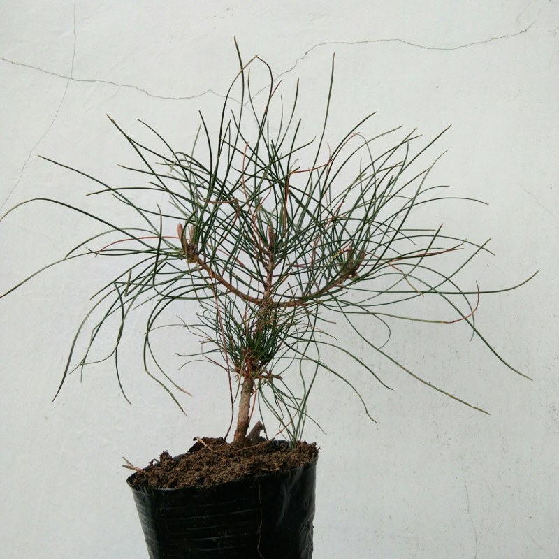 黄山松小品山采小矮松小老松