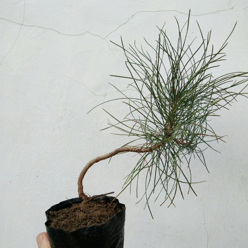 黄山松小品山采小矮松小老松