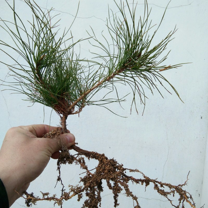 黄山松小品山采小矮松小老松