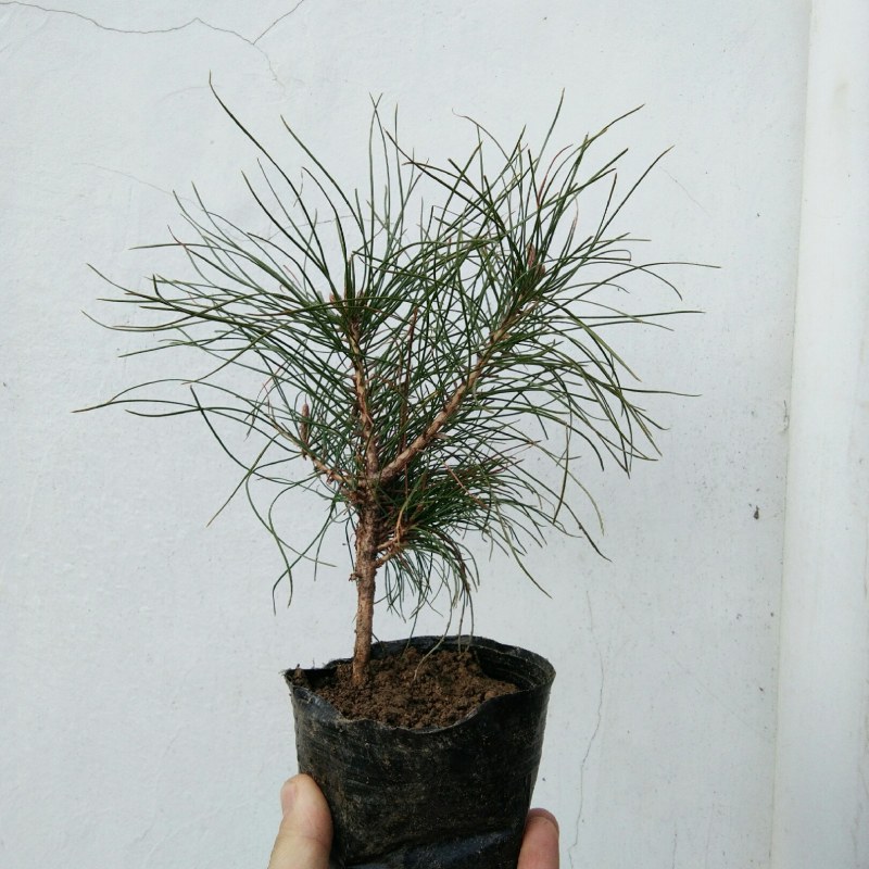 黄山松小品山采小矮松小老松