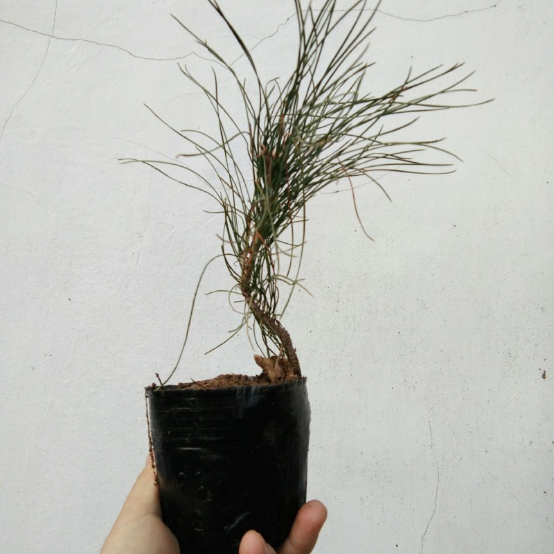 黄山松小品山采小矮松小老松