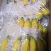 产地直销，大量批发生-熟香蕉，广西，海南，云南，广东香蕉特