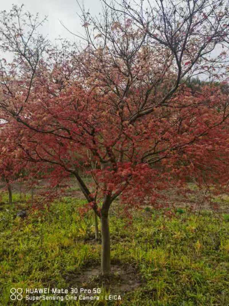 苗圃大量供应中国红枫.日本红枫.鸡爪槭等各种花灌木