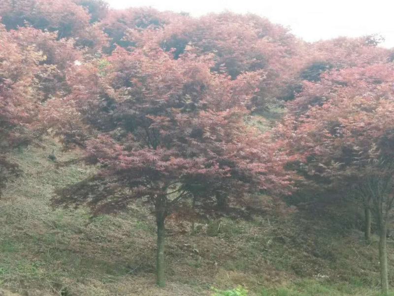 苗圃大量供应中国红枫.日本红枫.鸡爪槭等各种花灌木