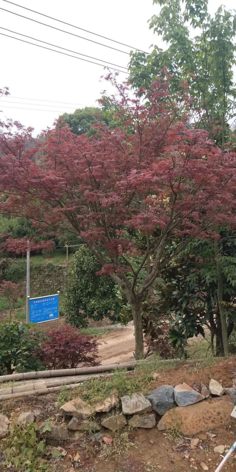 苗圃大量供应中国红枫.日本红枫.鸡爪槭等各种花灌木