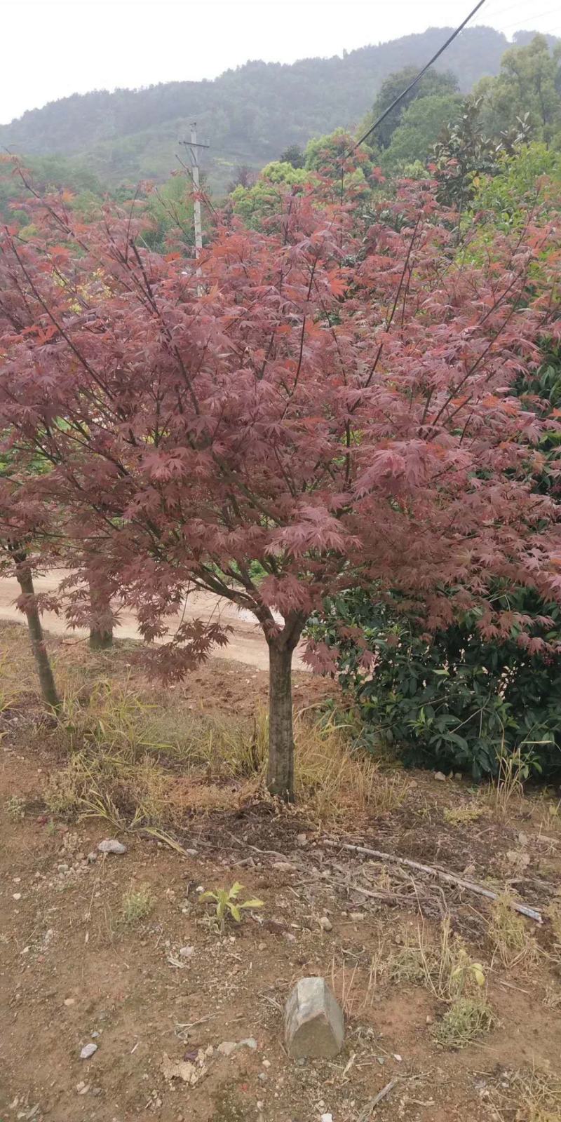 苗圃大量供应中国红枫.日本红枫.鸡爪槭等各种花灌木