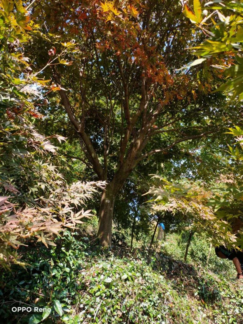 苗圃大量供应中国红枫.日本红枫.鸡爪槭等各种花灌木