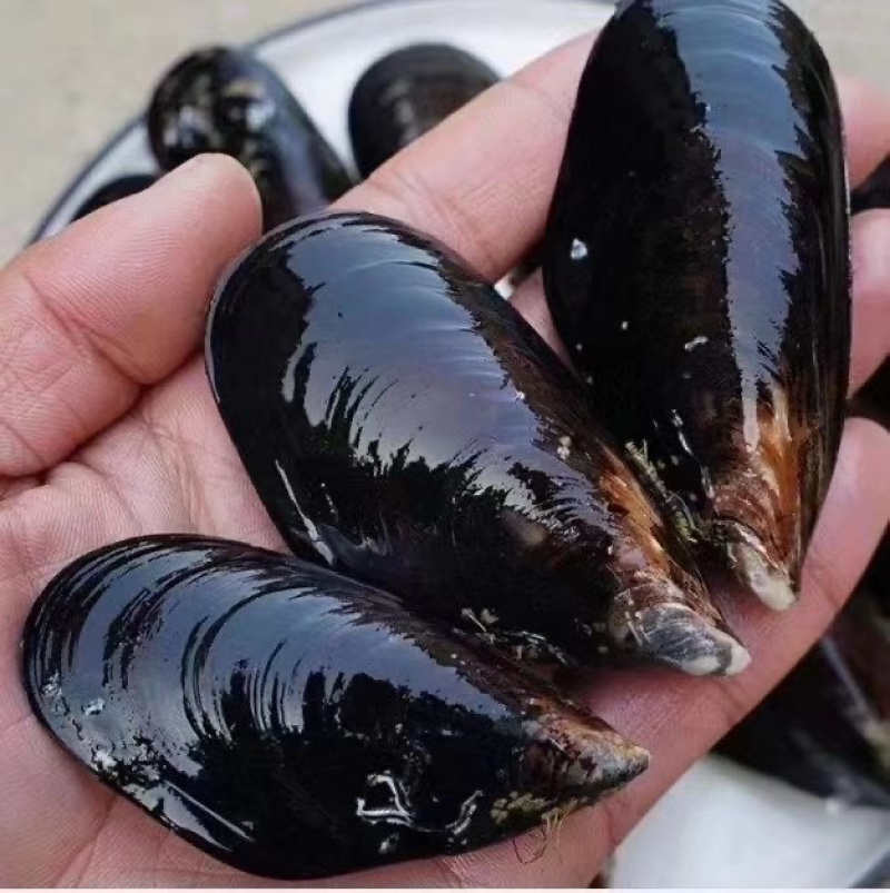 批发青口贝贻贝海红