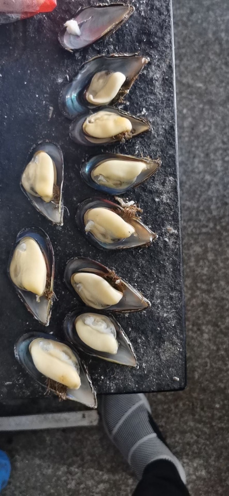 批发青口贝贻贝海红
