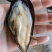 批发青口贝贻贝海红